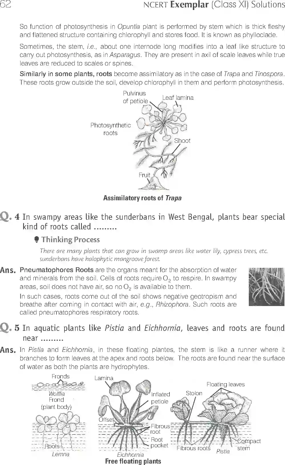 NCERT-Solution-Class-11-Biology-Exemplar-Morphology-of-Flowering-Plants-750-page-6