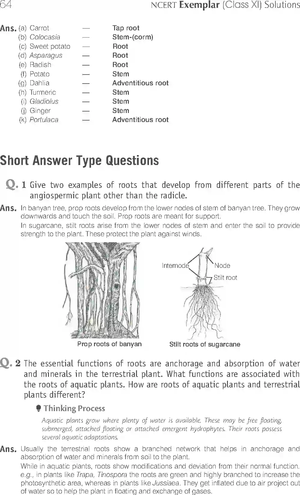 NCERT-Solution-Class-11-Biology-Exemplar-Morphology-of-Flowering-Plants-750-page-8