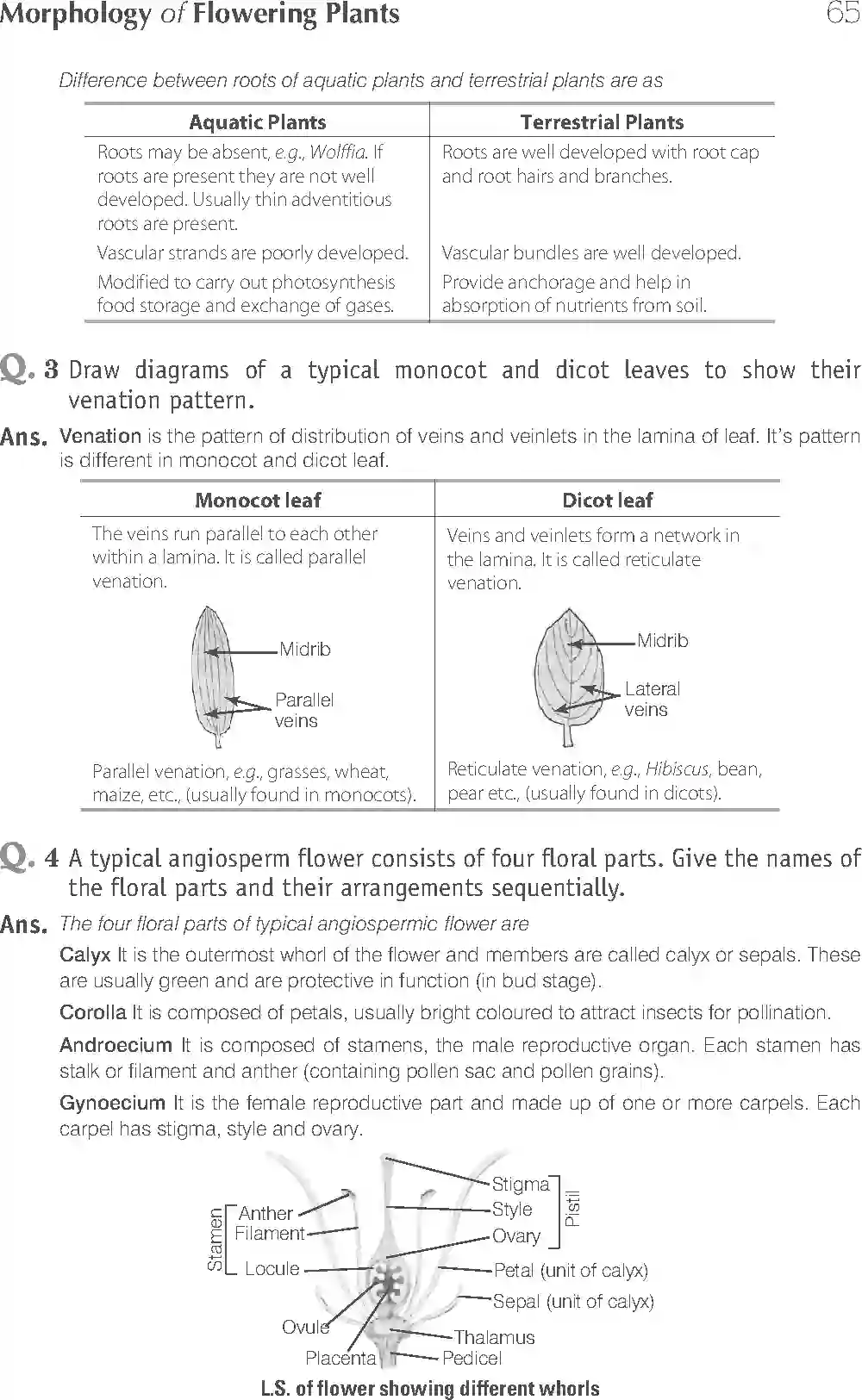 NCERT-Solution-Class-11-Biology-Exemplar-Morphology-of-Flowering-Plants-750-page-9