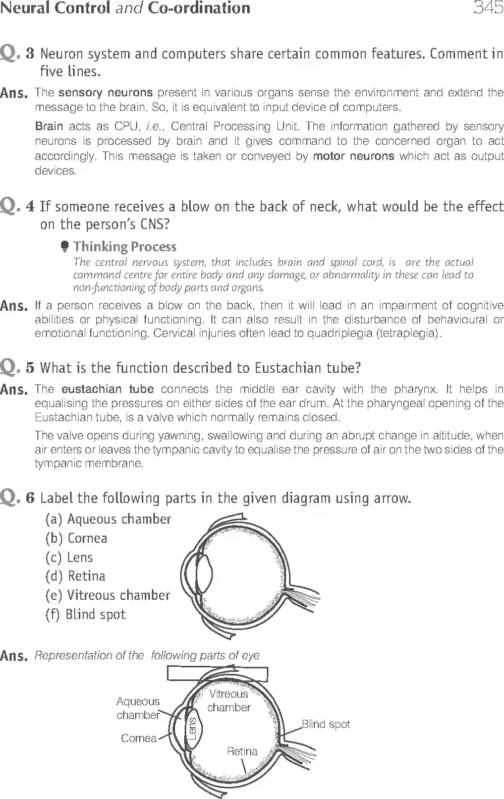 NCERT-Solution-Class-11-Biology-Exemplar-Neural-Control-And-Coordination-2938-page-10