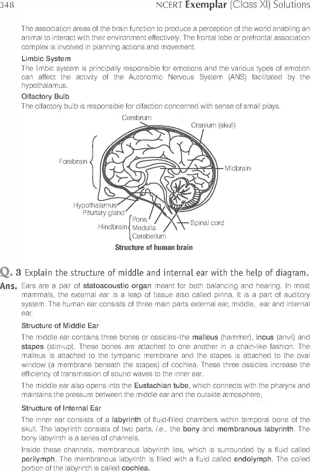 NCERT-Solution-Class-11-Biology-Exemplar-Neural-Control-And-Coordination-2938-page-13