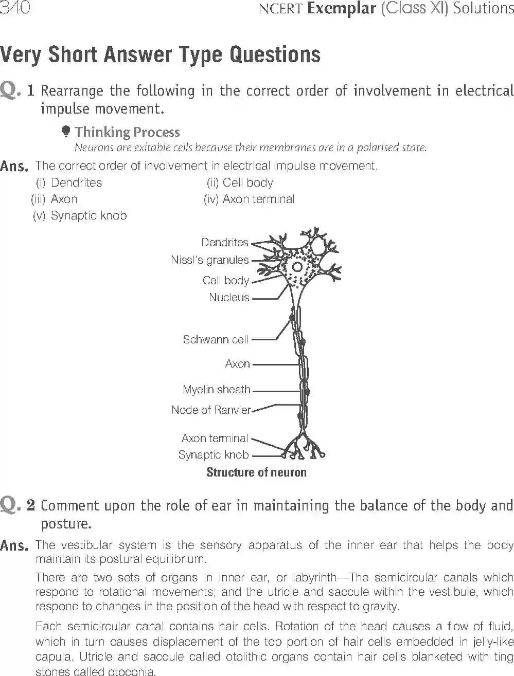 NCERT-Solution-Class-11-Biology-Exemplar-Neural-Control-And-Coordination-2938-page-5
