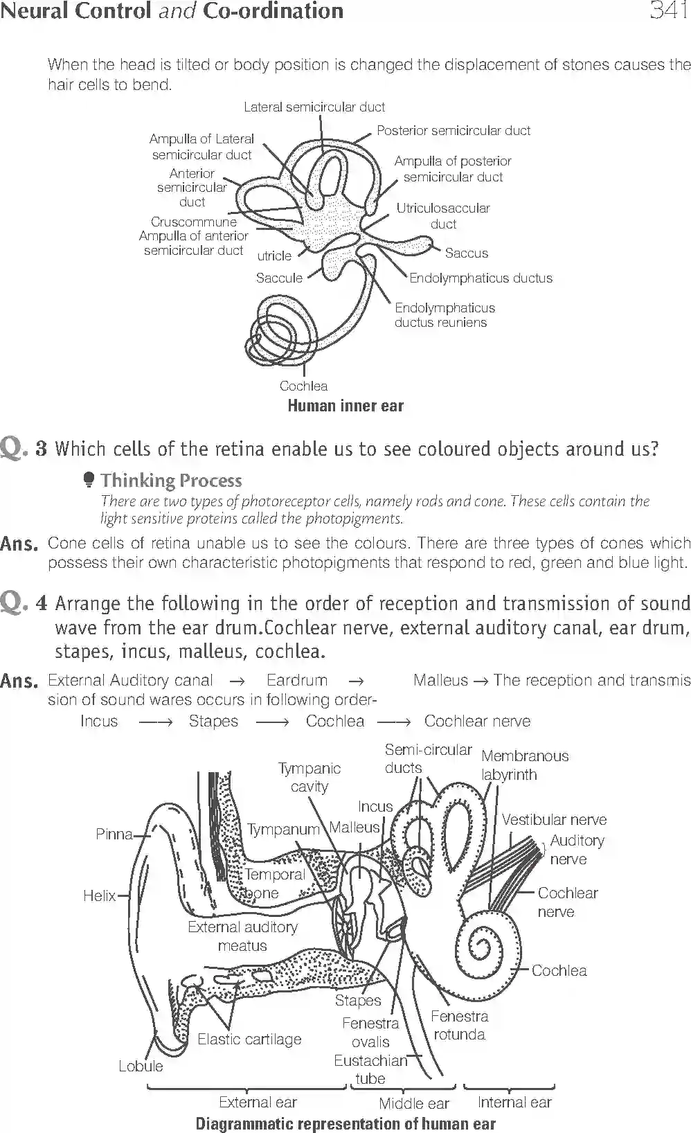 NCERT-Solution-Class-11-Biology-Exemplar-Neural-Control-And-Coordination-2938-page-6