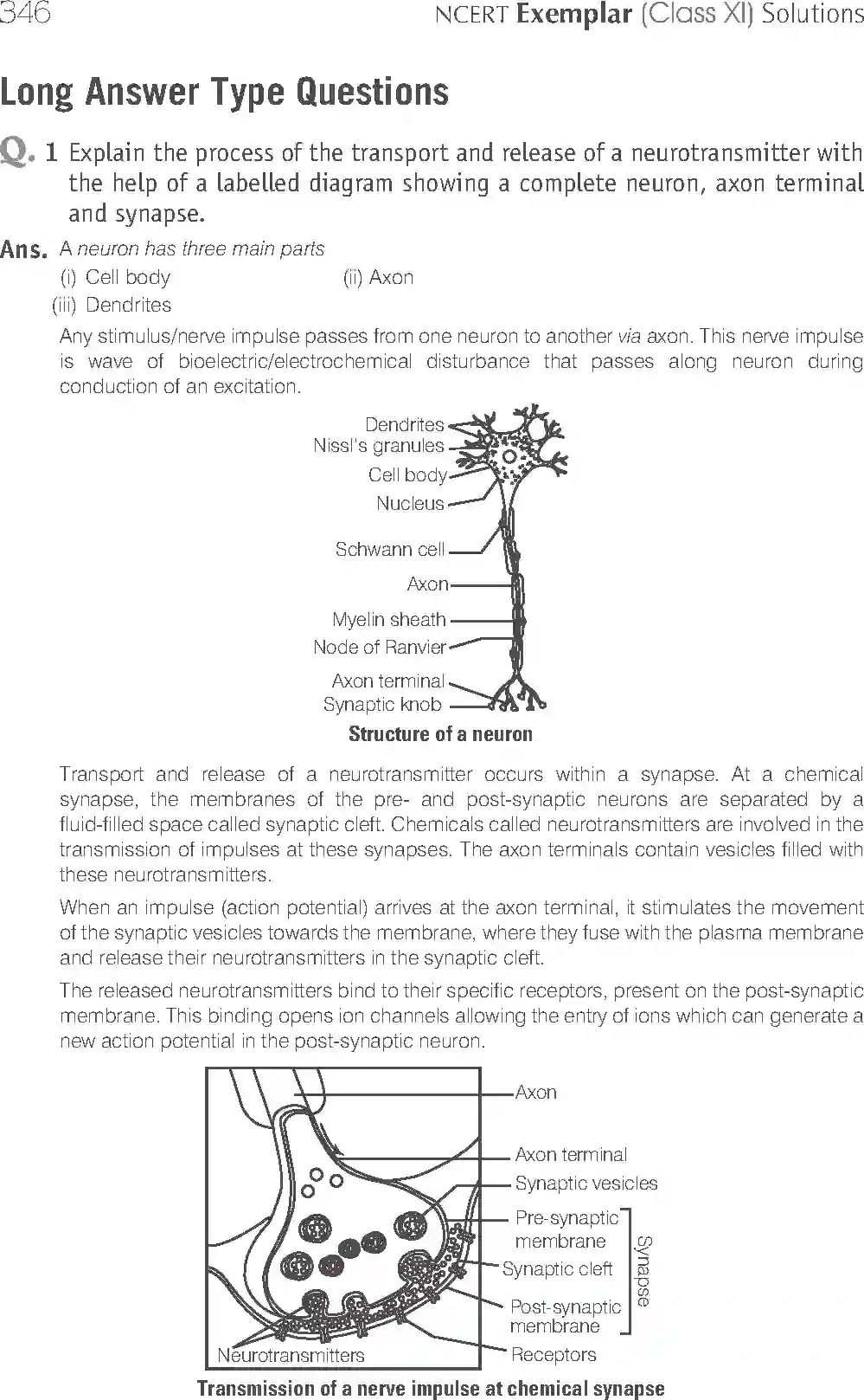 NCERT-Solution-Class-11-Biology-Exemplar-Neural-Control-And-Coordination-766-page-11