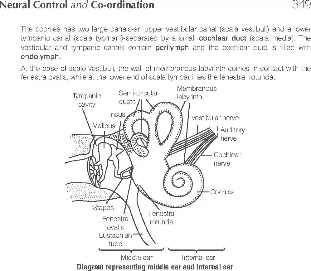 NCERT-Solution-Class-11-Biology-Exemplar-Neural-Control-And-Coordination-766-page-14