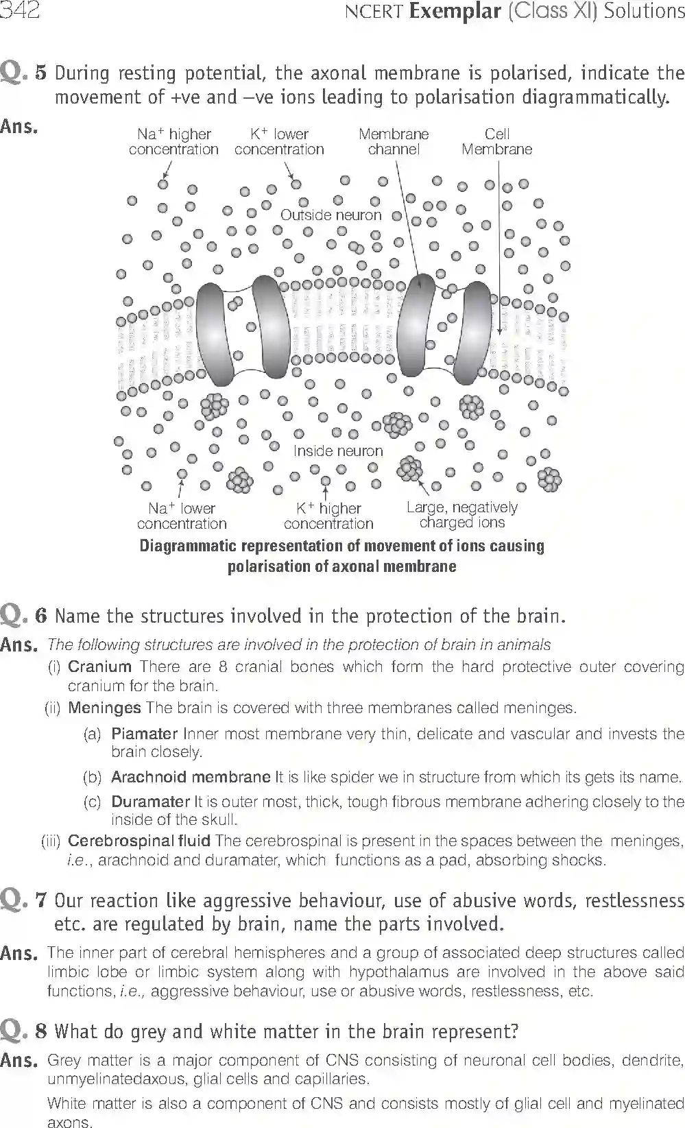NCERT-Solution-Class-11-Biology-Exemplar-Neural-Control-And-Coordination-766-page-7