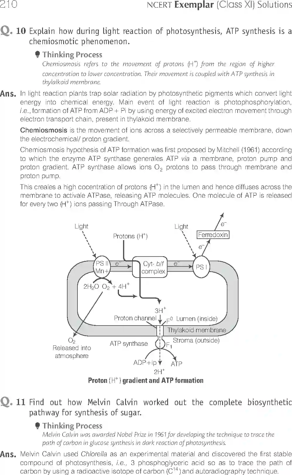 NCERT-Solution-Class-11-Biology-Exemplar-Photosynthesis-in-Higher-Plants-758-page-11