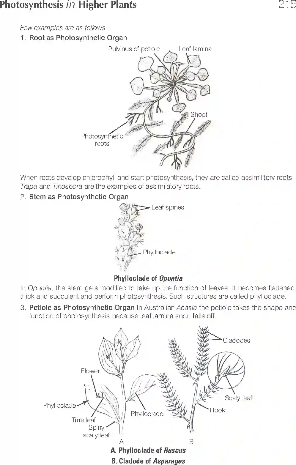 NCERT-Solution-Class-11-Biology-Exemplar-Photosynthesis-in-Higher-Plants-758-page-16