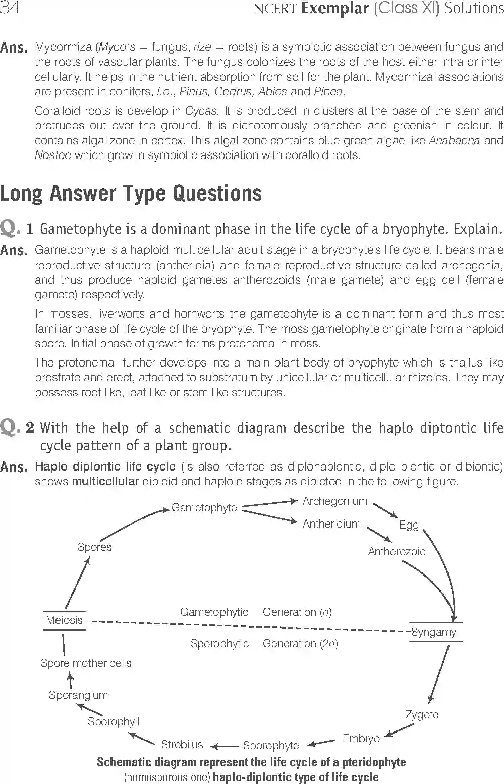 NCERT-Solution-Class-11-Biology-Exemplar-Plant-Kingdom-748-page-10
