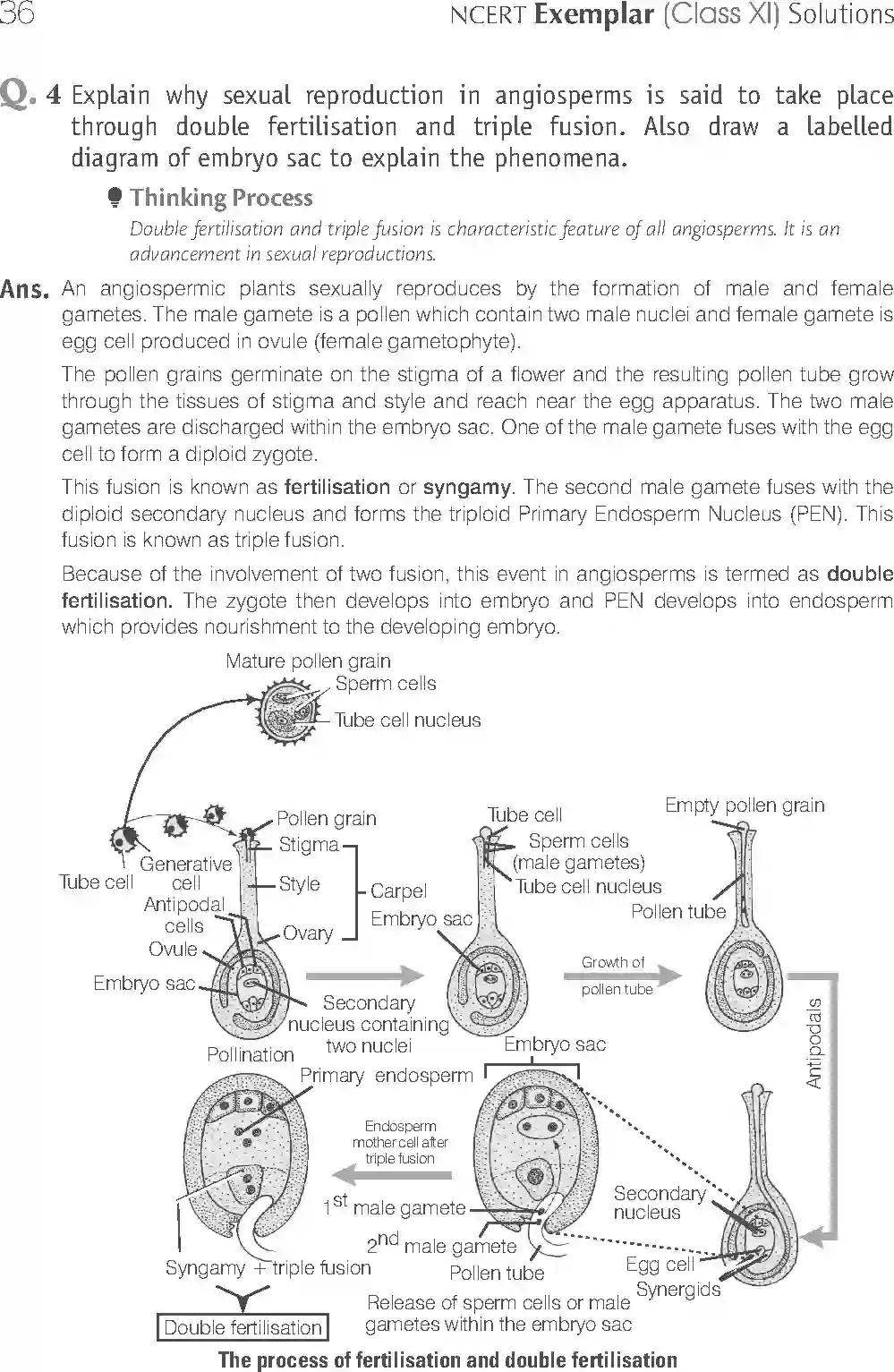 NCERT-Solution-Class-11-Biology-Exemplar-Plant-Kingdom-748-page-12