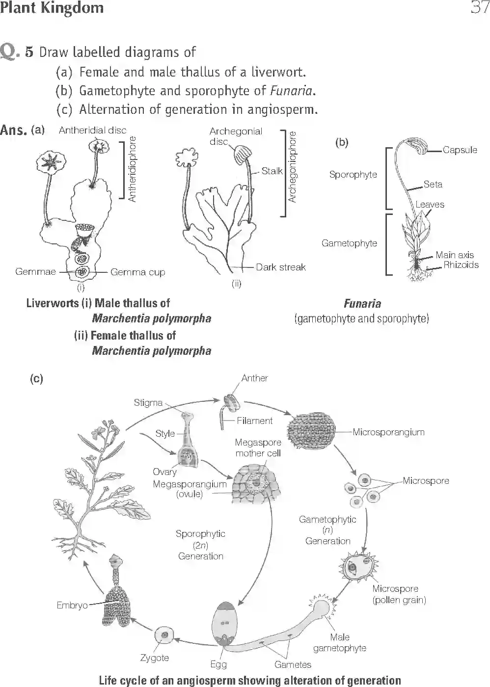 NCERT-Solution-Class-11-Biology-Exemplar-Plant-Kingdom-748-page-13