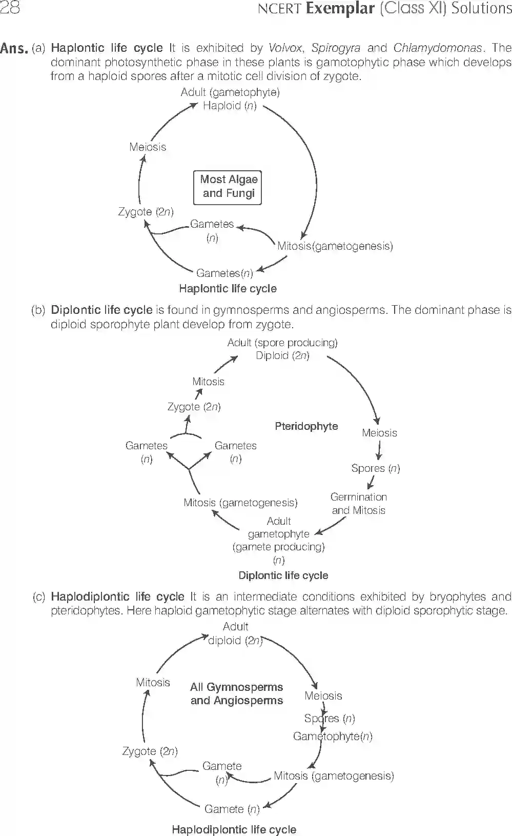 NCERT-Solution-Class-11-Biology-Exemplar-Plant-Kingdom-748-page-4