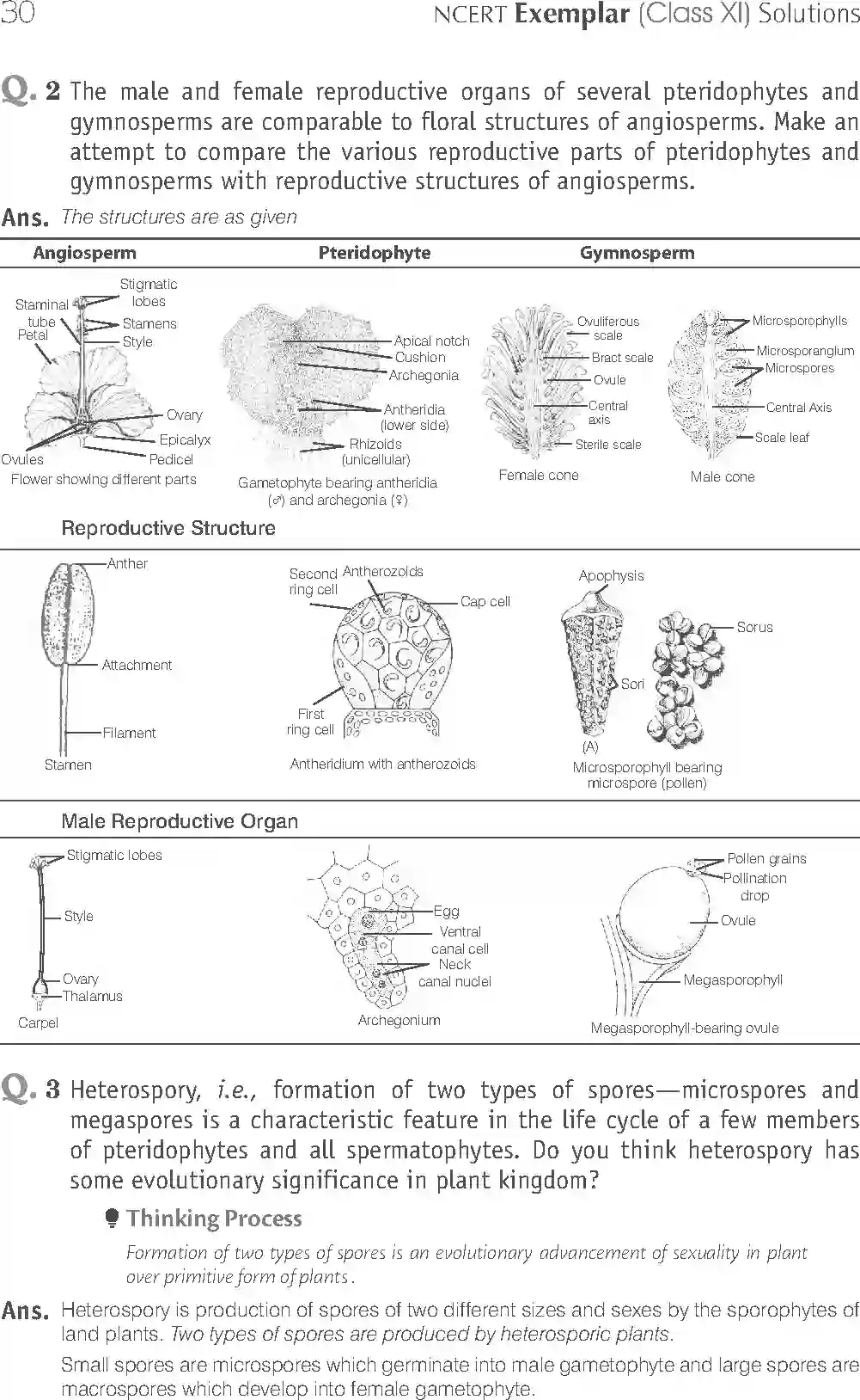 NCERT-Solution-Class-11-Biology-Exemplar-Plant-Kingdom-748-page-6