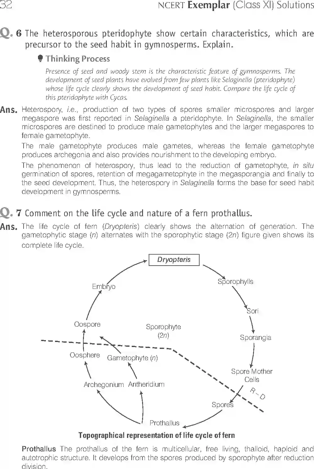 NCERT-Solution-Class-11-Biology-Exemplar-Plant-Kingdom-748-page-8