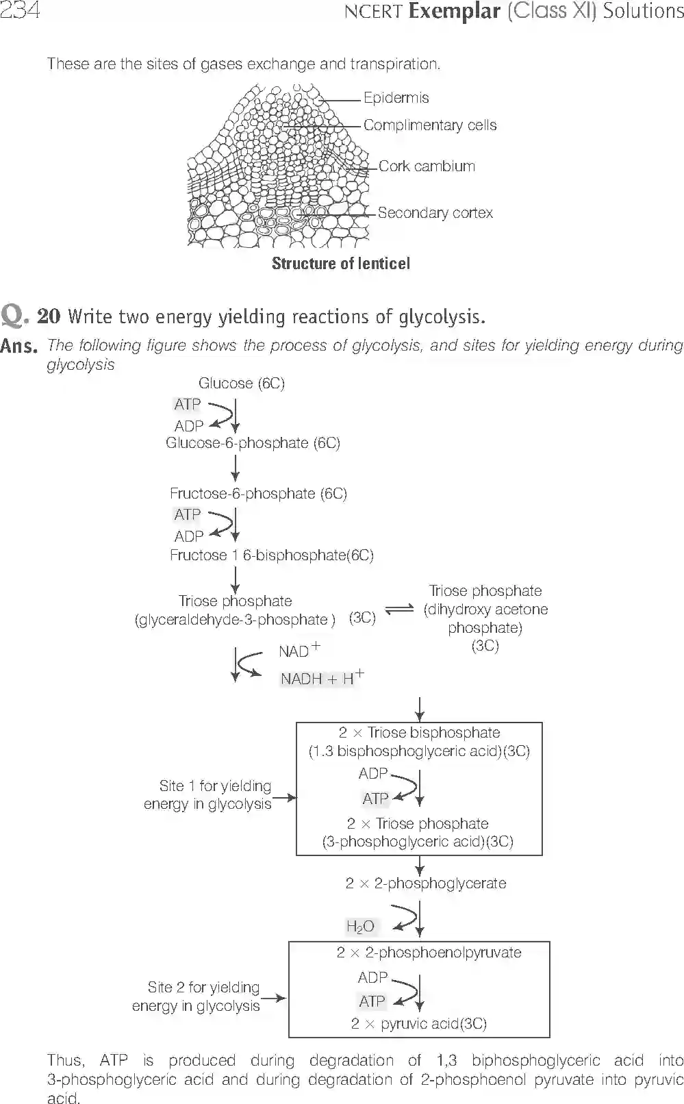 NCERT-Solution-Class-11-Biology-Exemplar-Respiration-In-Plants-2931-page-14
