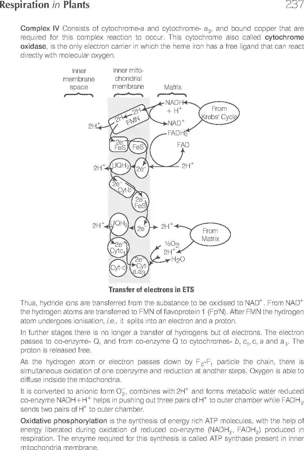 NCERT-Solution-Class-11-Biology-Exemplar-Respiration-In-Plants-2931-page-17