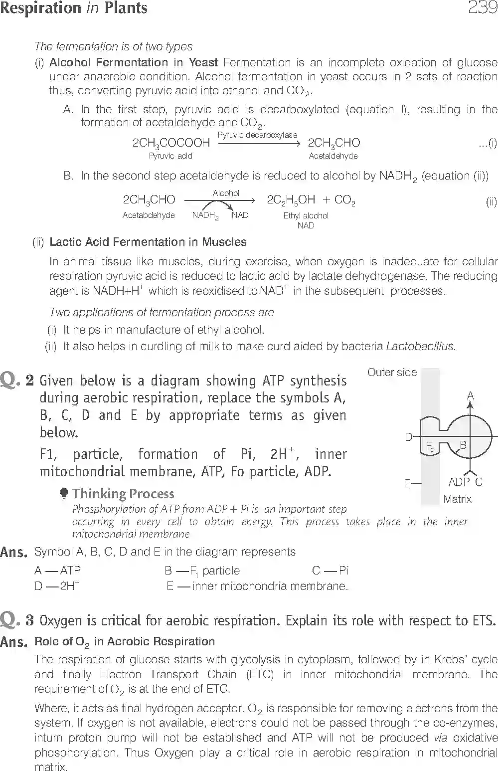 NCERT-Solution-Class-11-Biology-Exemplar-Respiration-In-Plants-2931-page-19