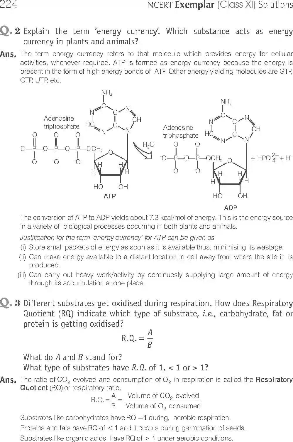NCERT-Solution-Class-11-Biology-Exemplar-Respiration-In-Plants-2931-page-4