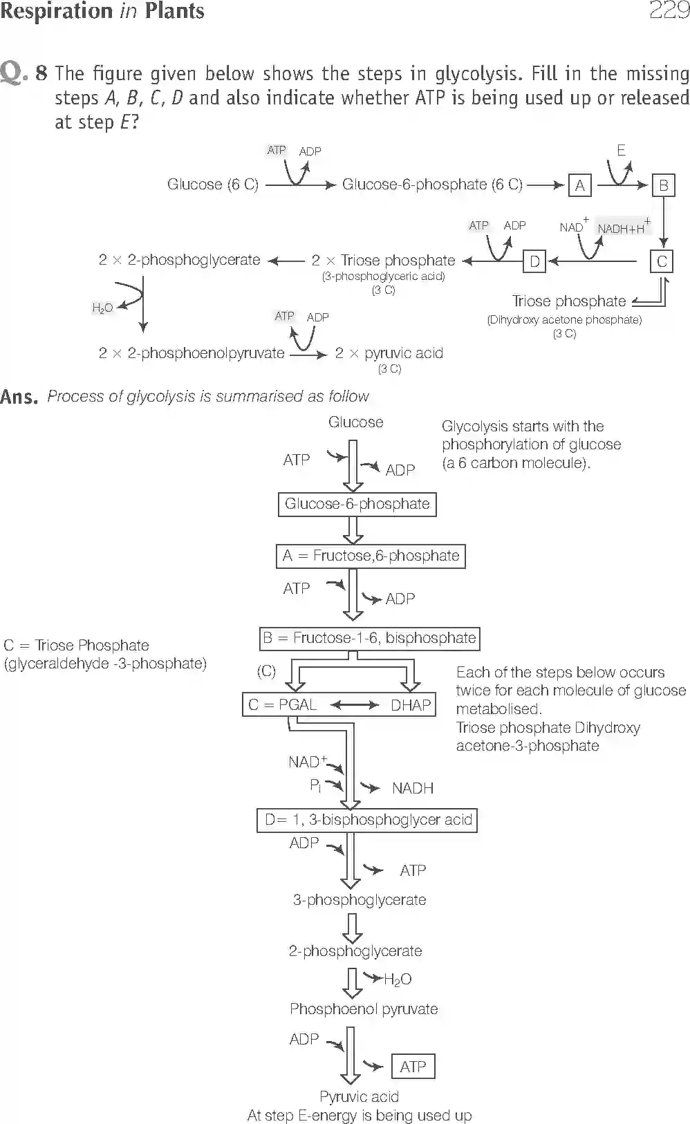 NCERT-Solution-Class-11-Biology-Exemplar-Respiration-In-Plants-2931-page-9
