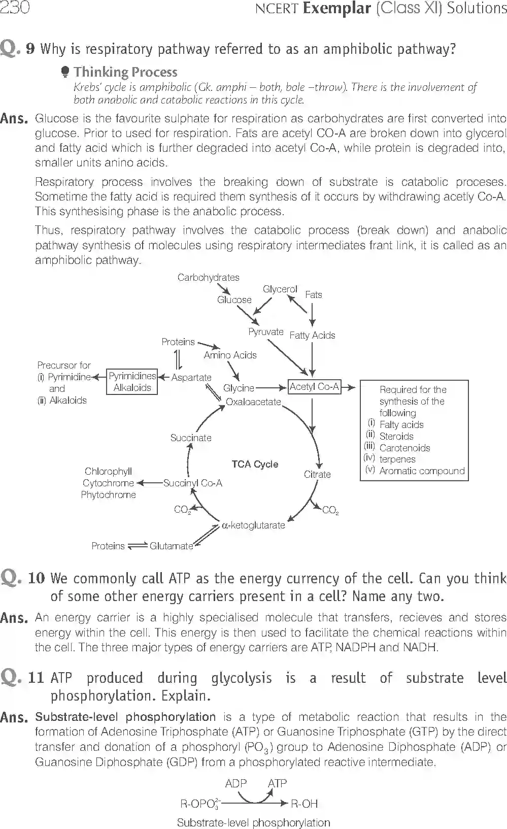 NCERT-Solution-Class-11-Biology-Exemplar-Respiration-In-Plants-759-page-10
