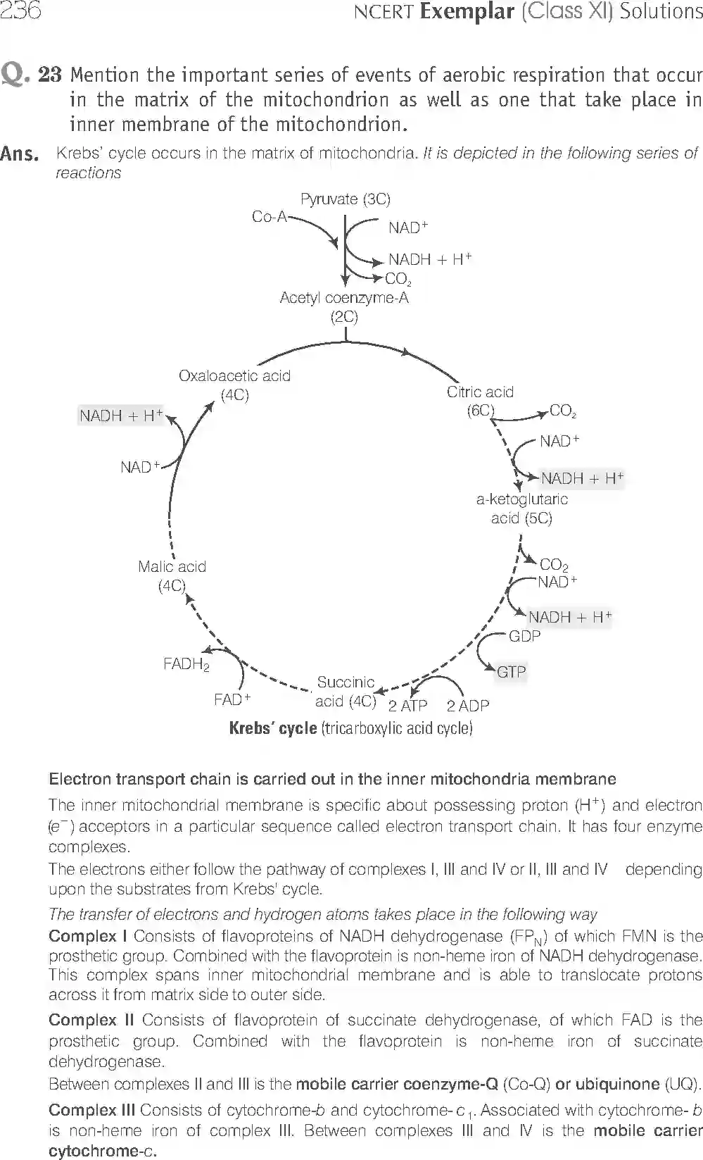 NCERT-Solution-Class-11-Biology-Exemplar-Respiration-In-Plants-759-page-16