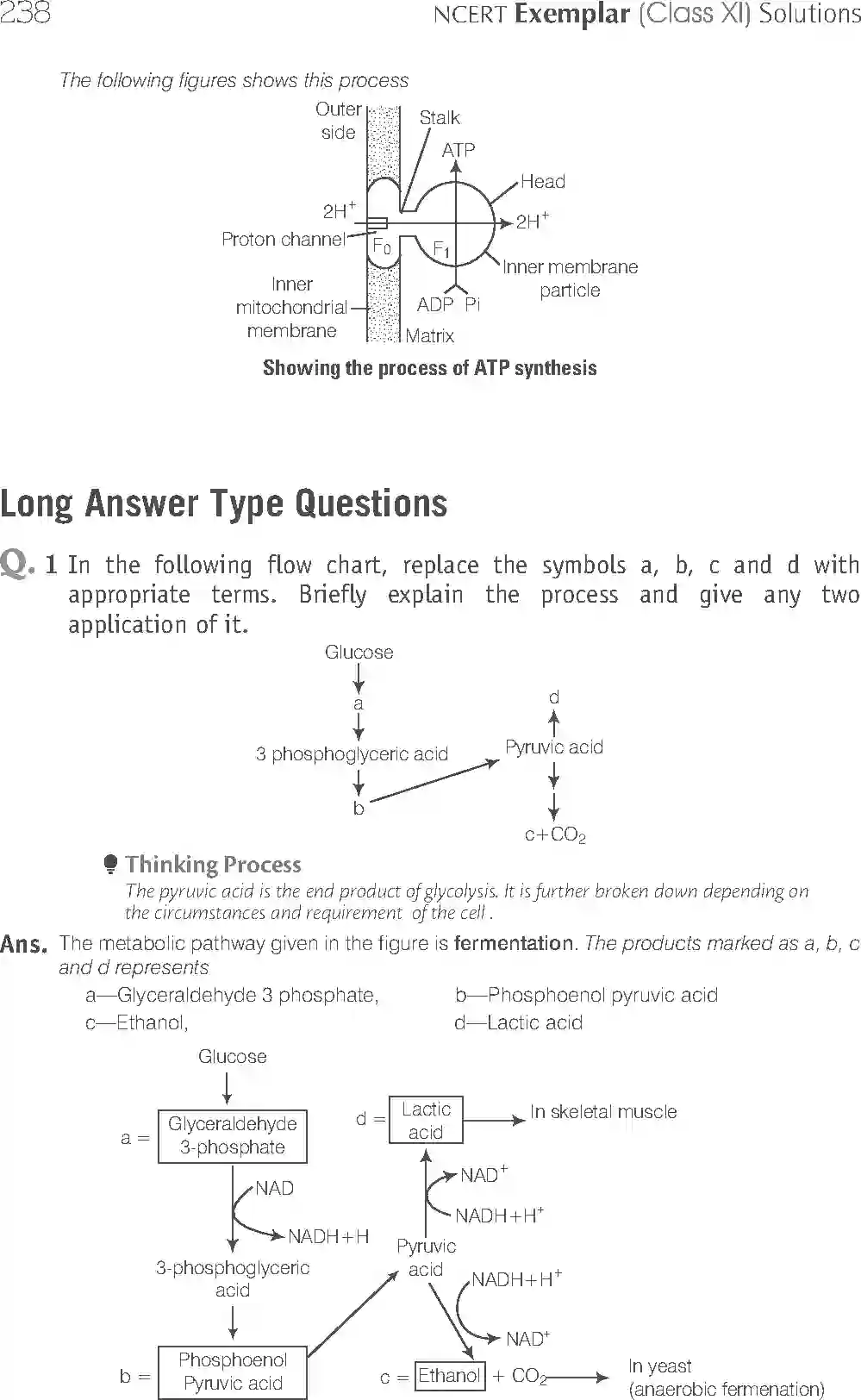 NCERT-Solution-Class-11-Biology-Exemplar-Respiration-In-Plants-759-page-18