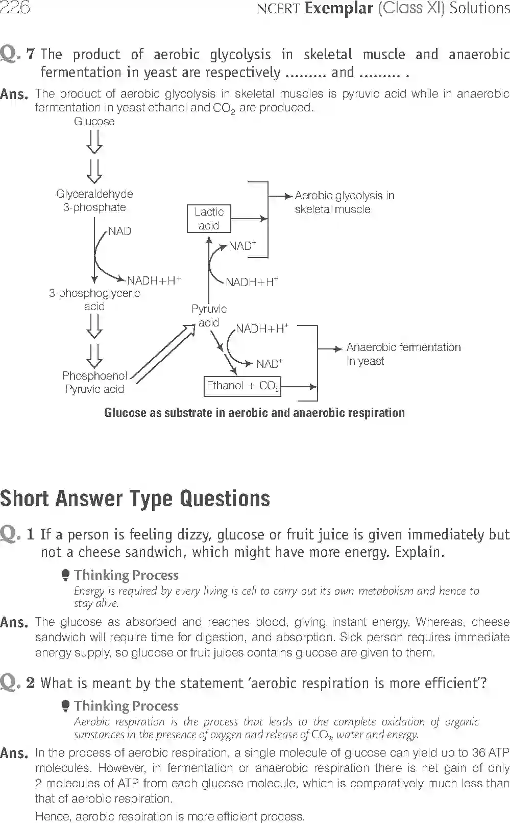 NCERT-Solution-Class-11-Biology-Exemplar-Respiration-In-Plants-759-page-6