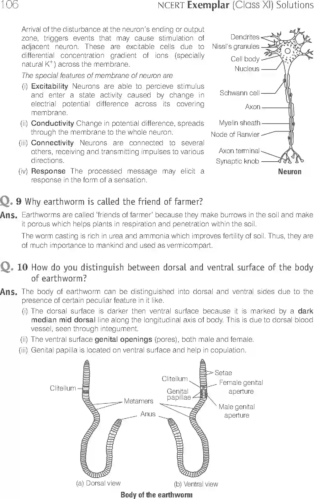 NCERT-Solution-Class-11-Biology-Exemplar-Structural-Organisation-in-Animals-2924-page-10