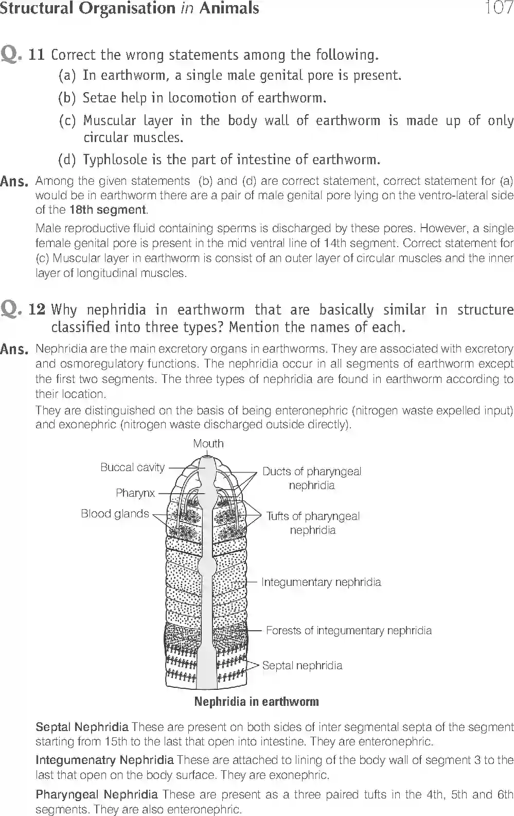 NCERT-Solution-Class-11-Biology-Exemplar-Structural-Organisation-in-Animals-2924-page-11