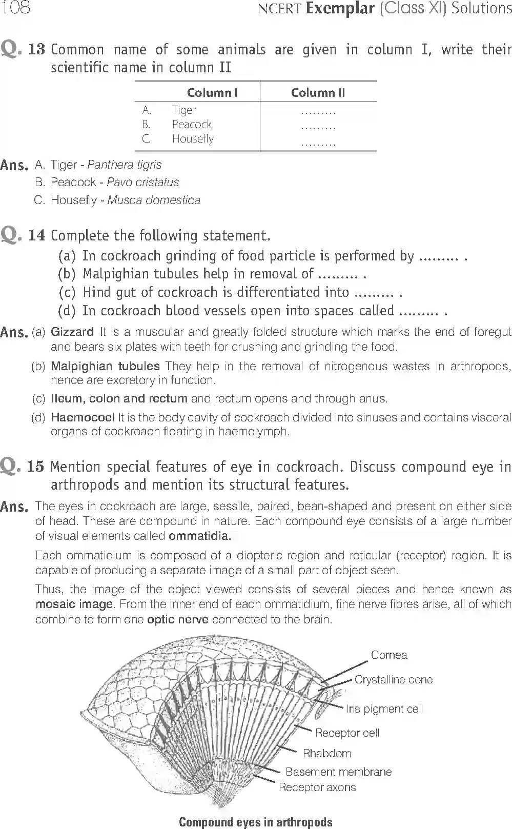 NCERT-Solution-Class-11-Biology-Exemplar-Structural-Organisation-in-Animals-2924-page-12