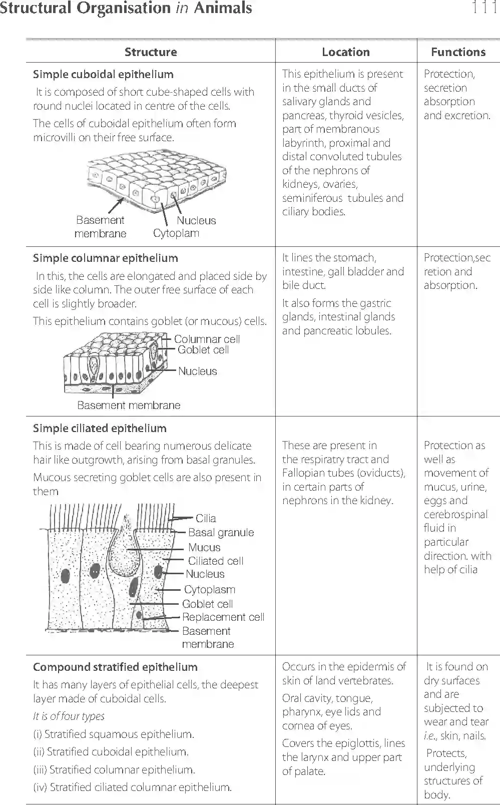 NCERT-Solution-Class-11-Biology-Exemplar-Structural-Organisation-in-Animals-2924-page-15