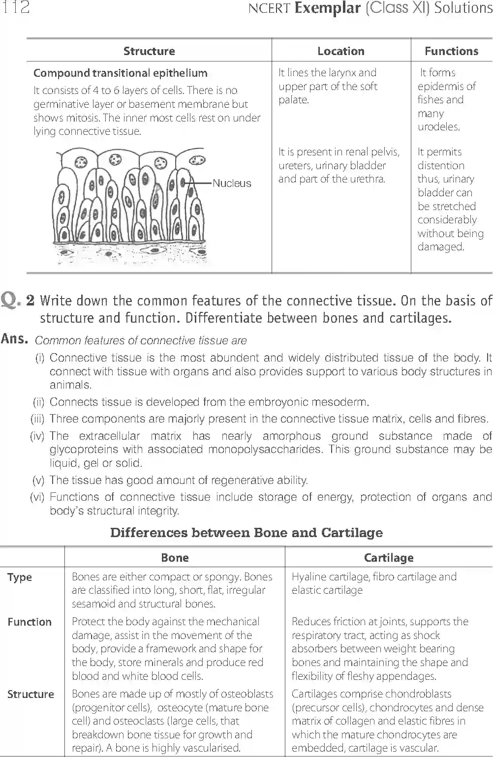 NCERT-Solution-Class-11-Biology-Exemplar-Structural-Organisation-in-Animals-2924-page-16