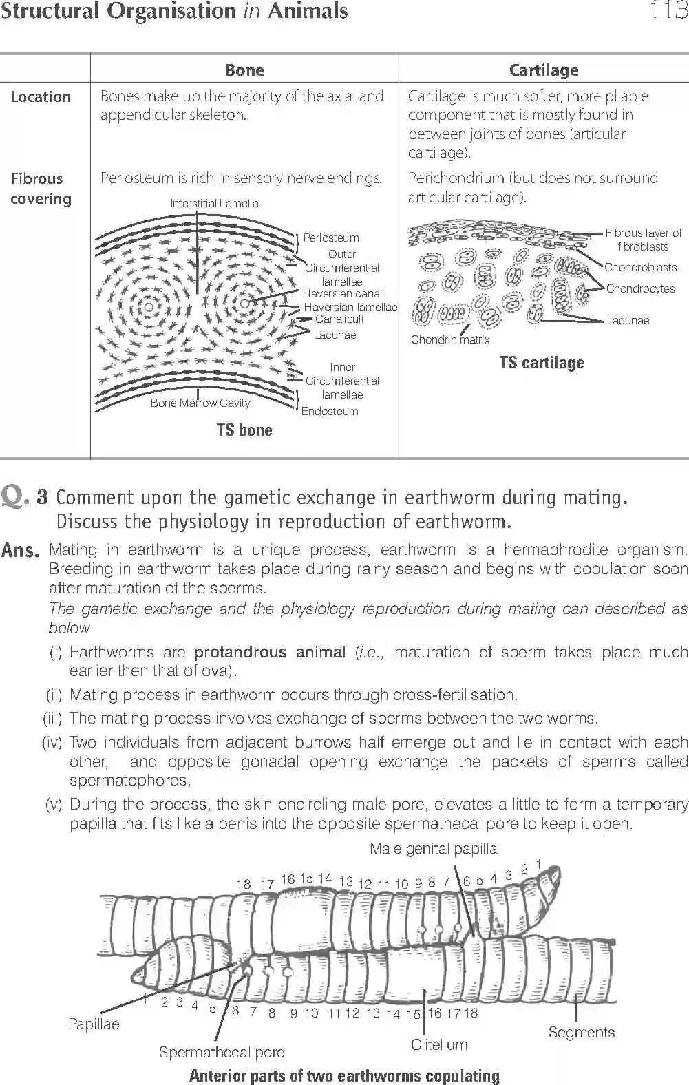 NCERT-Solution-Class-11-Biology-Exemplar-Structural-Organisation-in-Animals-2924-page-17