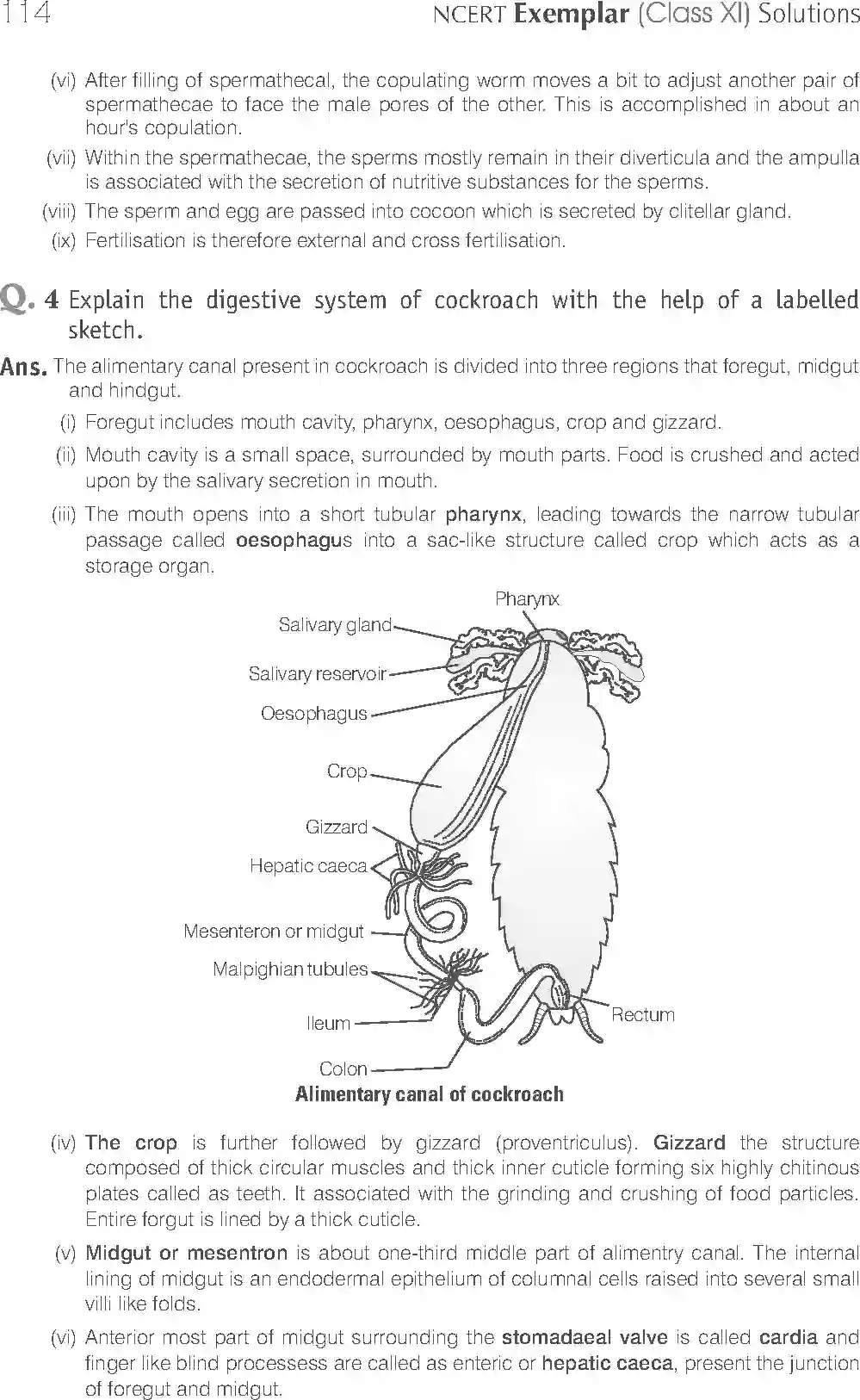 NCERT-Solution-Class-11-Biology-Exemplar-Structural-Organisation-in-Animals-2924-page-18