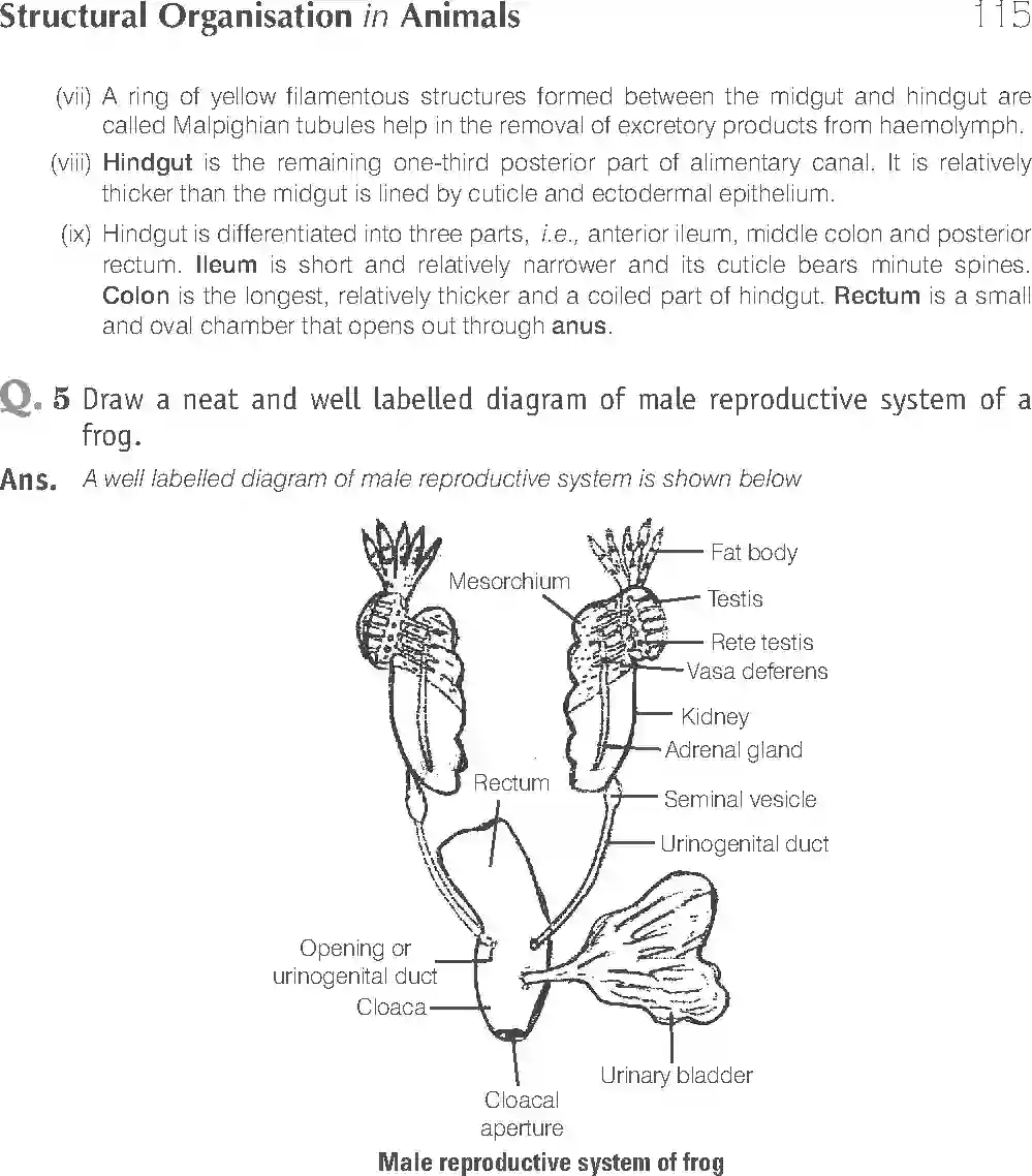 NCERT-Solution-Class-11-Biology-Exemplar-Structural-Organisation-in-Animals-2924-page-19