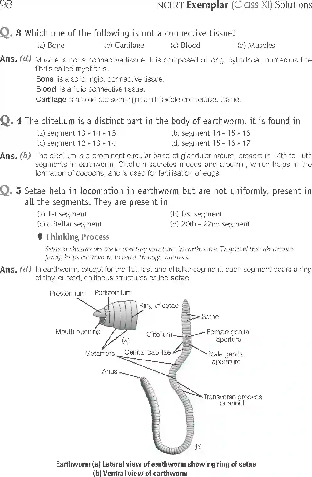 NCERT-Solution-Class-11-Biology-Exemplar-Structural-Organisation-in-Animals-2924-page-2