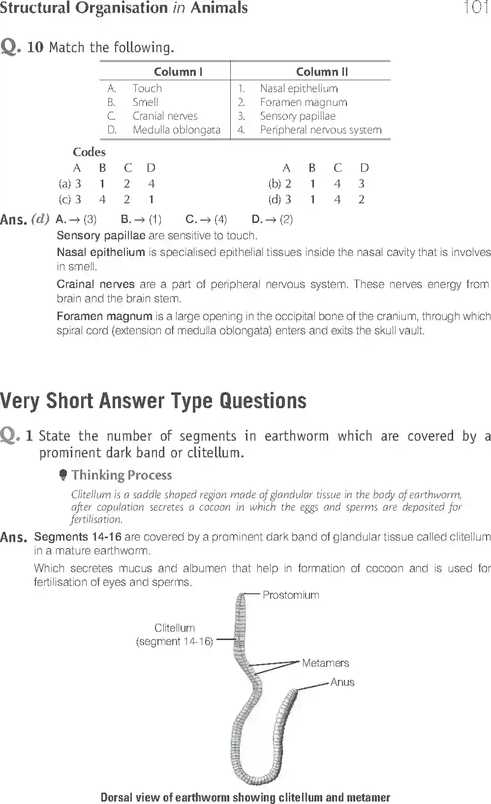 NCERT-Solution-Class-11-Biology-Exemplar-Structural-Organisation-in-Animals-2924-page-5