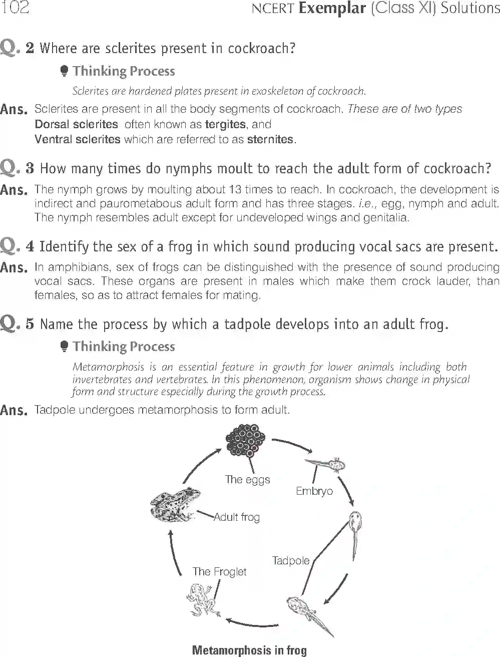 NCERT-Solution-Class-11-Biology-Exemplar-Structural-Organisation-in-Animals-2924-page-6