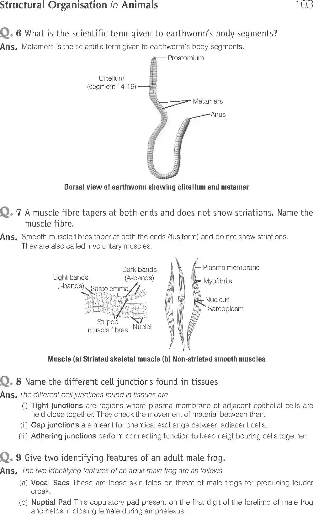 NCERT-Solution-Class-11-Biology-Exemplar-Structural-Organisation-in-Animals-2924-page-7