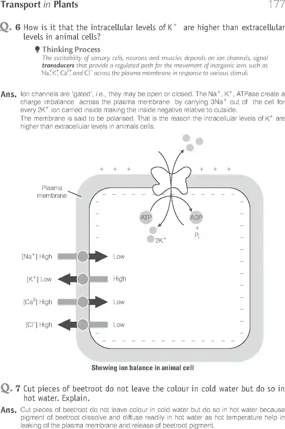 NCERT-Solution-Class-11-Biology-Exemplar-Transport-in-Plants-2928-page-13