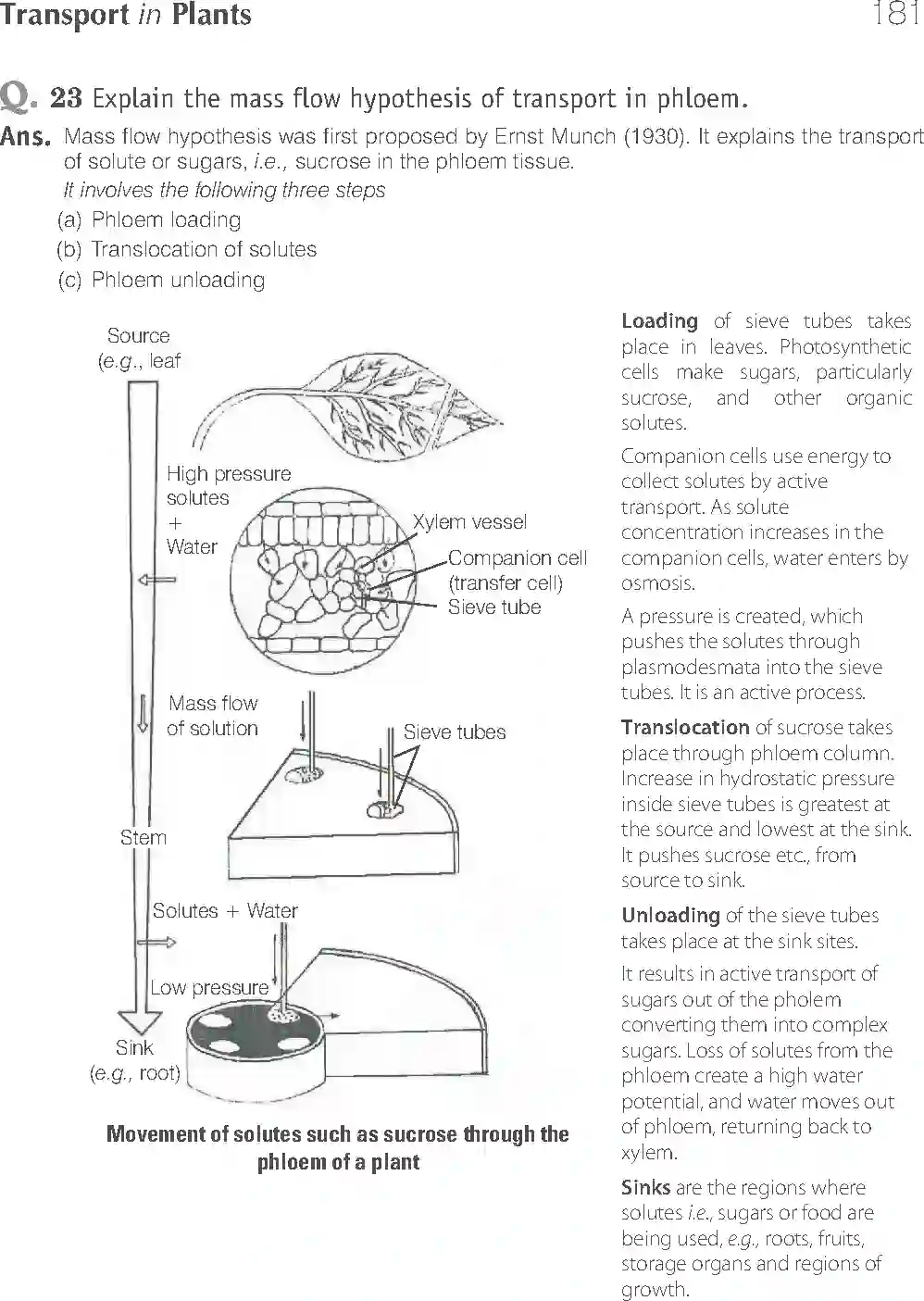 NCERT-Solution-Class-11-Biology-Exemplar-Transport-in-Plants-756-page-17