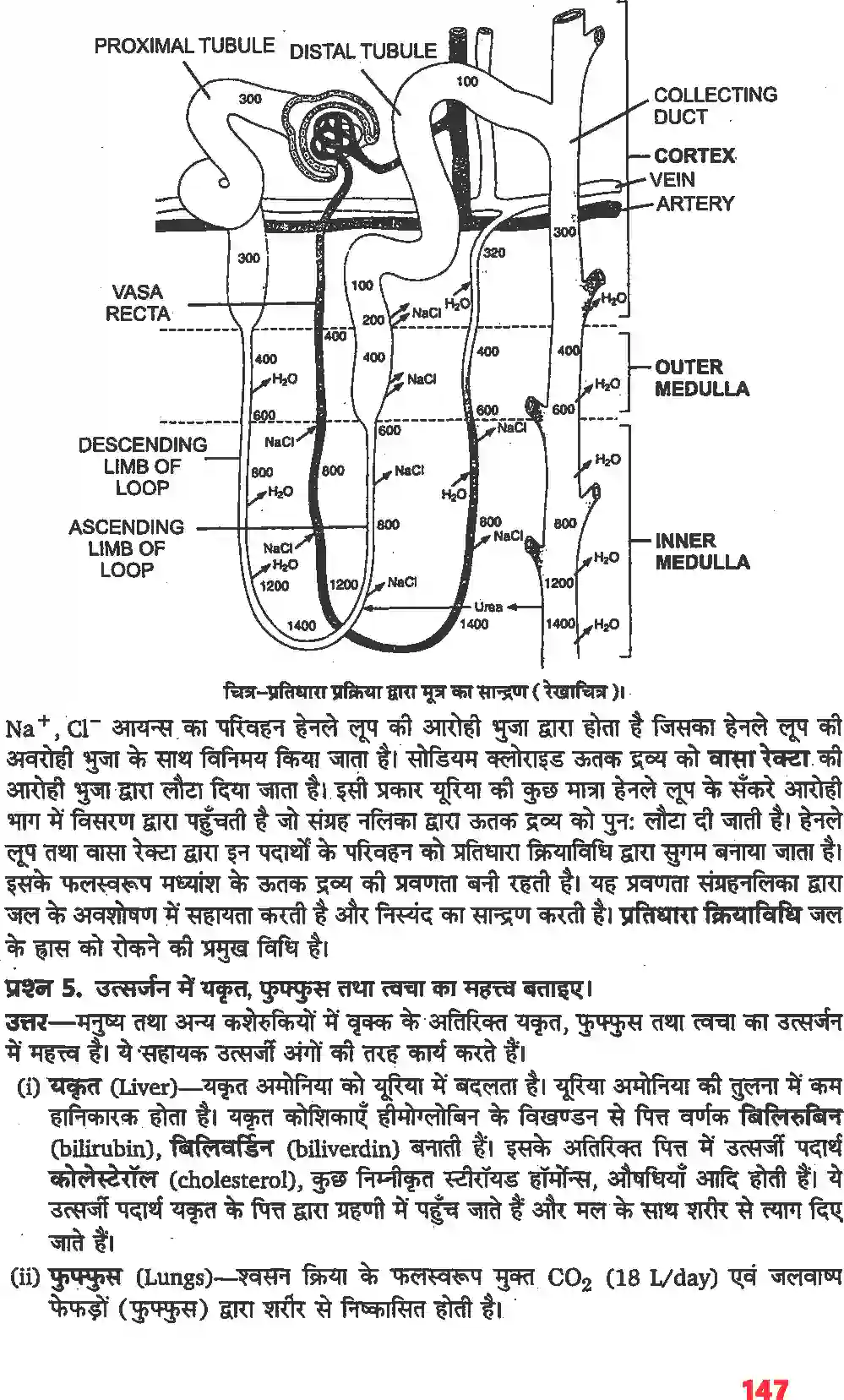 NCERT-Solution-Class-11-जीव-विज्ञान-उत्सर्जी-उत्पाद-एवं-उनका-निष्कासन-4666-page-2