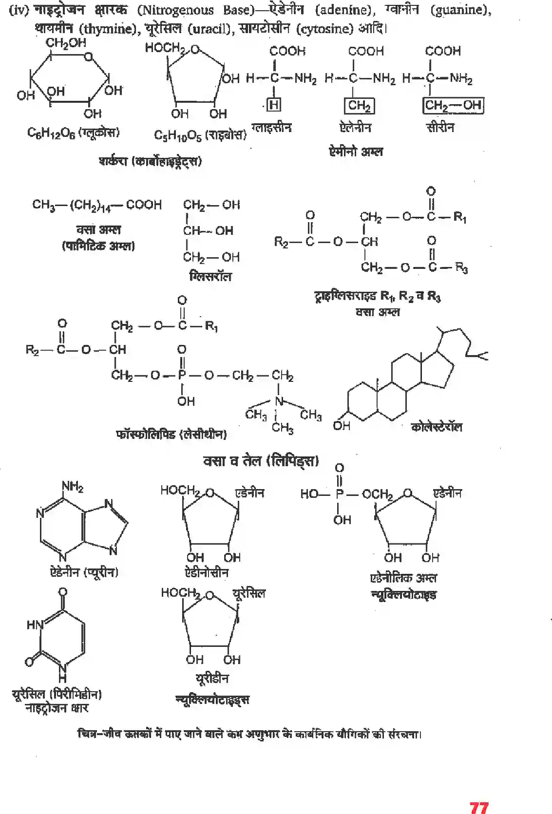 NCERT-Solution-Class-11-जीव-विज्ञान-जैव-अणु-4656-page-2
