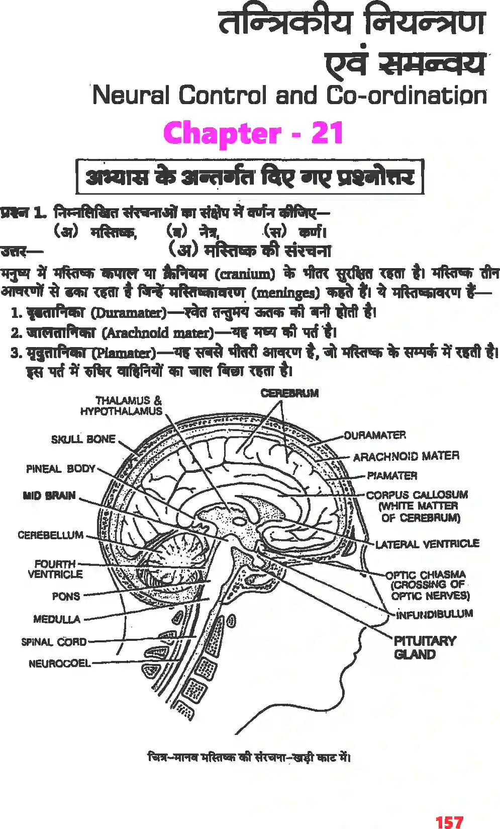 NCERT-Solution-Class-11-जीव-विज्ञान-तंत्रिकीय-नियंत्रण-एवं-समन्वय-4668-page-1