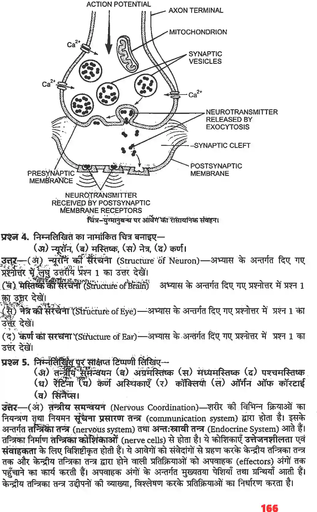 NCERT-Solution-Class-11-जीव-विज्ञान-तंत्रिकीय-नियंत्रण-एवं-समन्वय-4668-page-10