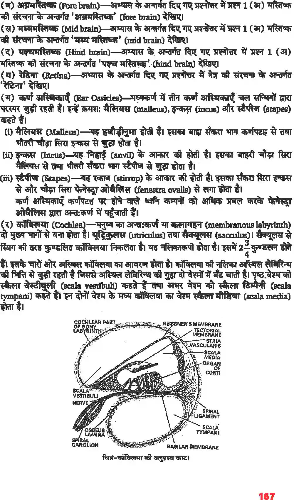 NCERT-Solution-Class-11-जीव-विज्ञान-तंत्रिकीय-नियंत्रण-एवं-समन्वय-4668-page-11