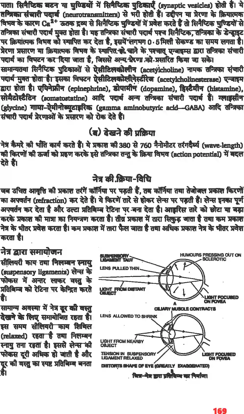 NCERT-Solution-Class-11-जीव-विज्ञान-तंत्रिकीय-नियंत्रण-एवं-समन्वय-4668-page-13
