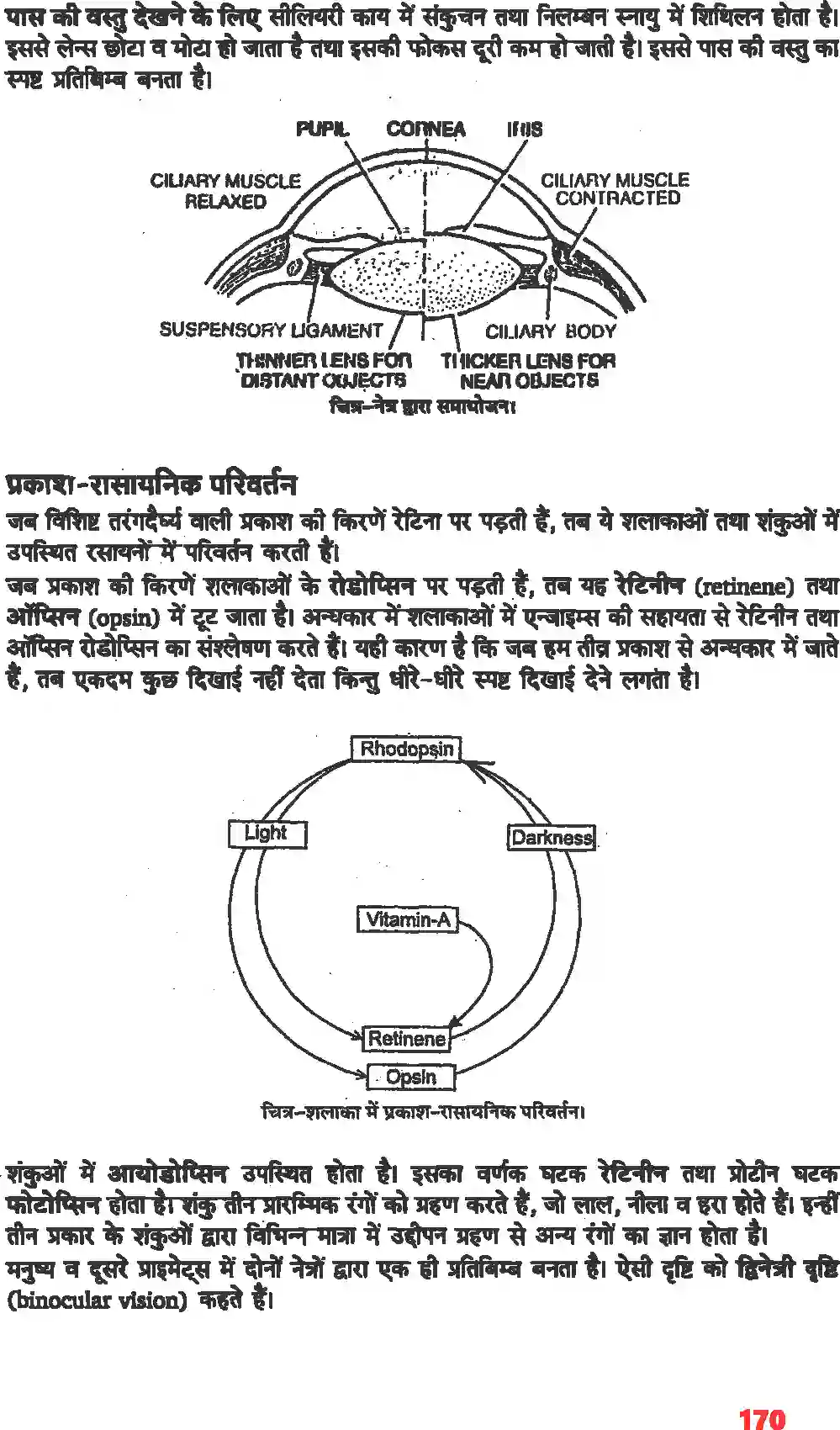 NCERT-Solution-Class-11-जीव-विज्ञान-तंत्रिकीय-नियंत्रण-एवं-समन्वय-4668-page-14