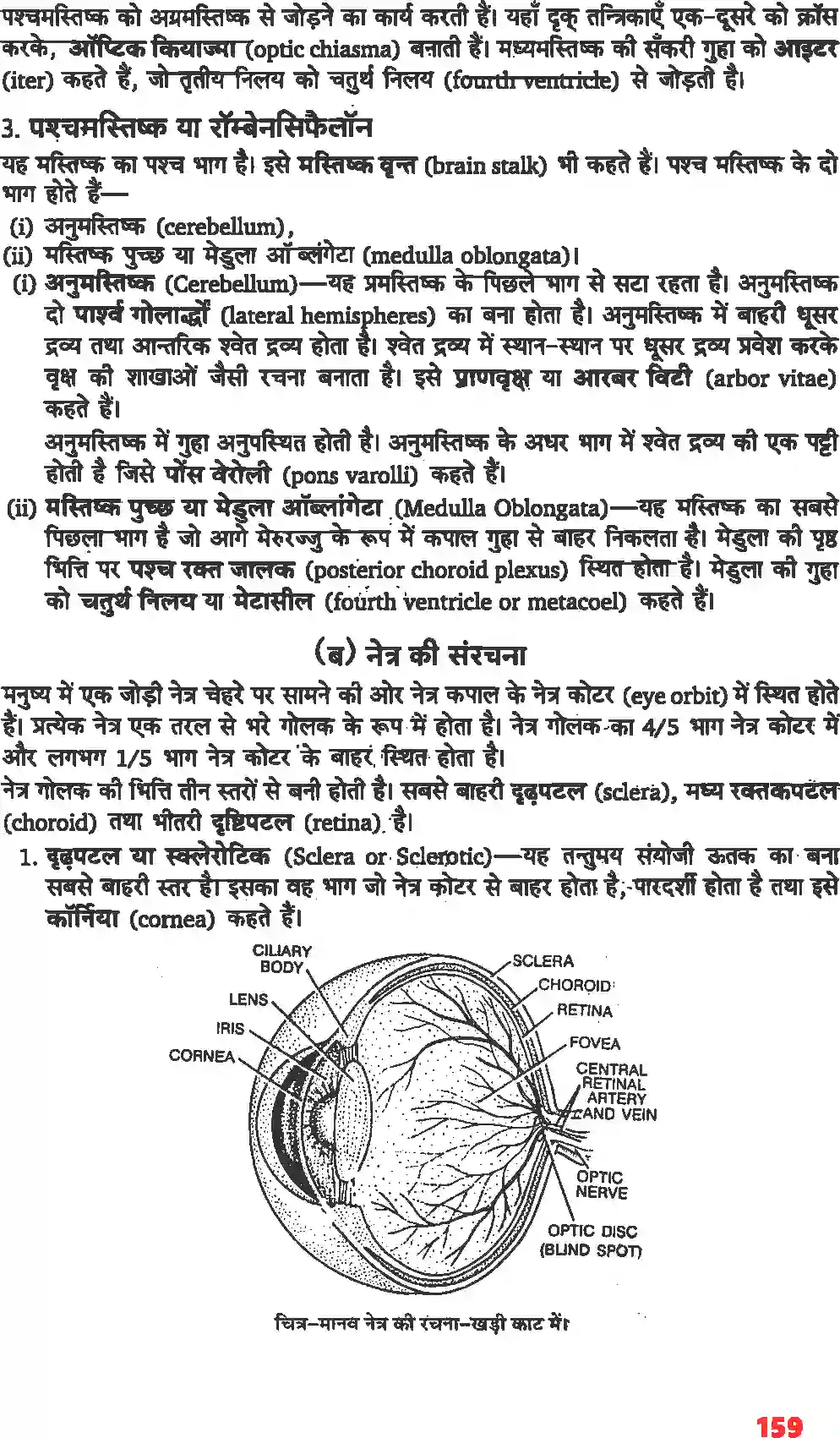 NCERT-Solution-Class-11-जीव-विज्ञान-तंत्रिकीय-नियंत्रण-एवं-समन्वय-4668-page-3