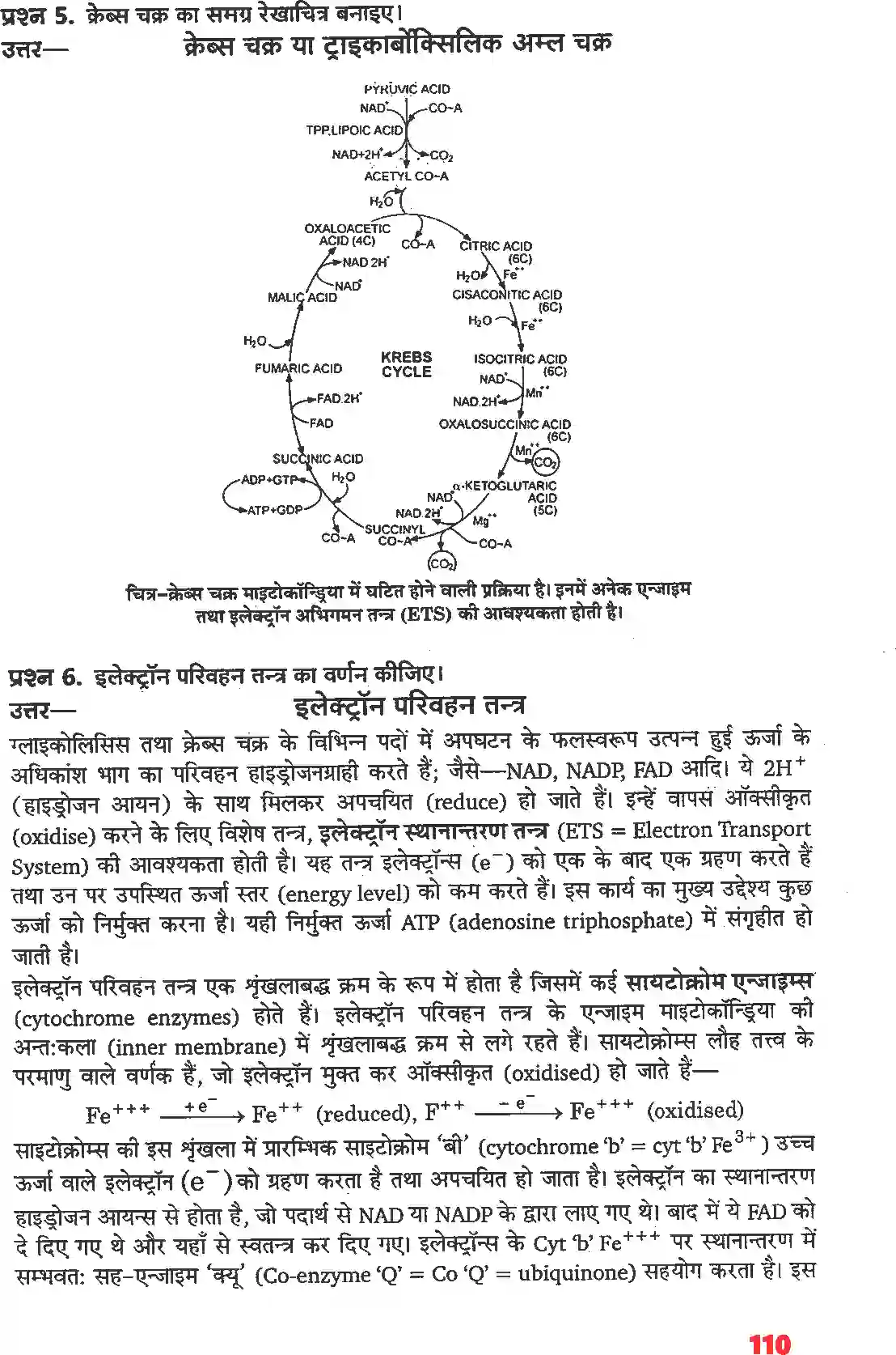 NCERT-Solution-Class-11-जीव-विज्ञान-पादप-में-स्वशन-4661-page-4